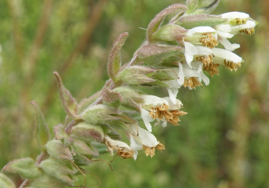 Изображение особи Odontites vulgaris.