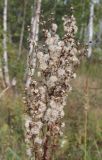Solidago virgaurea. Верхушка плодоносящего растения. Москва, Кузьминский парк, под ЛЭП. 13.08.2011.
