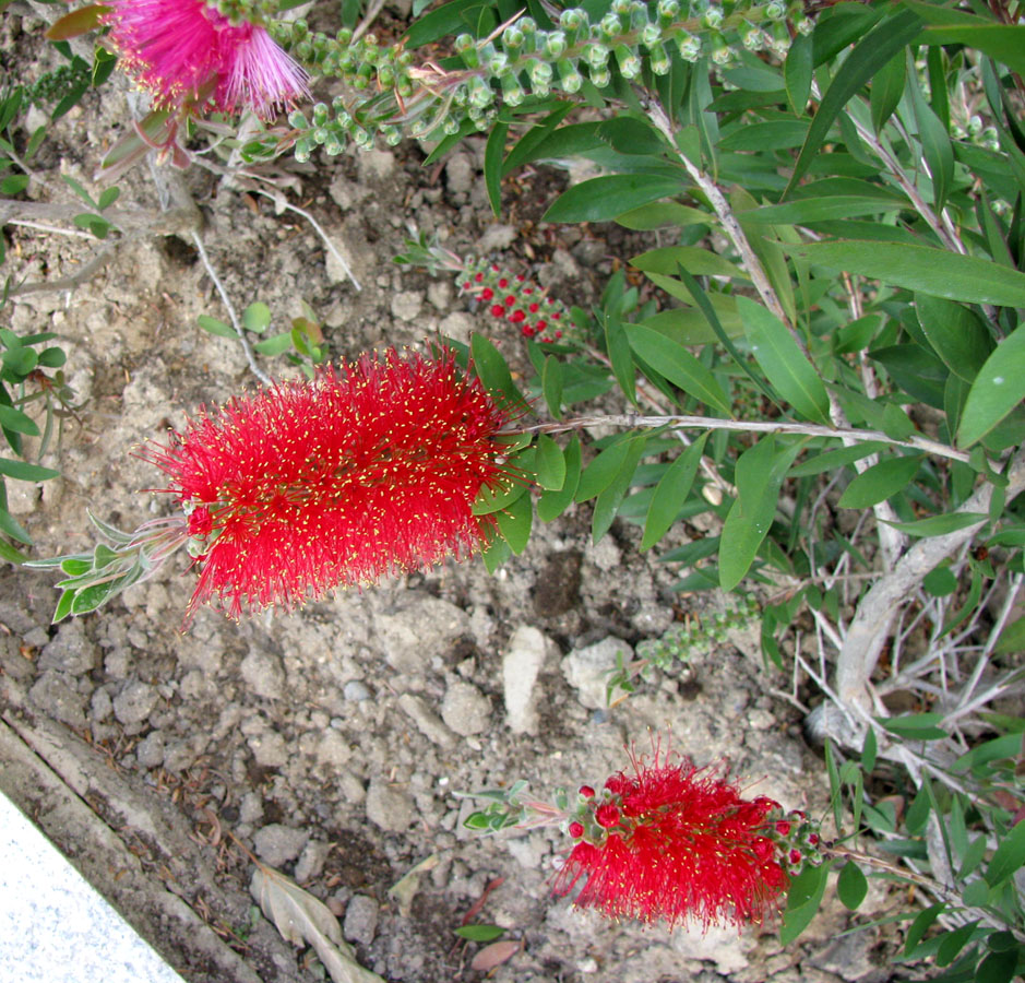 Image of Callistemon citrinus specimen.