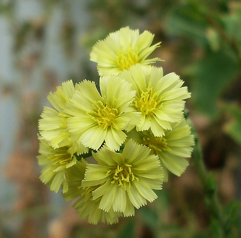 Изображение особи Lactuca serriola.