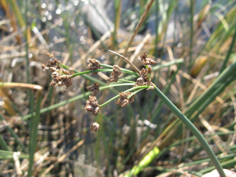 Image of Schoenoplectus tabernaemontani specimen.