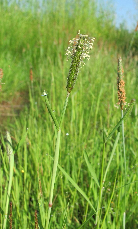 Image of Alopecurus geniculatus specimen.