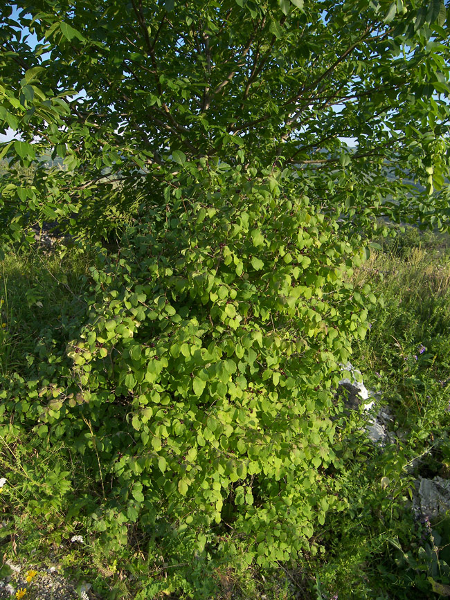 Изображение особи Lonicera steveniana.