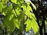 Acer pseudoplatanus