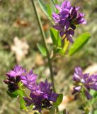 Medicago sativa