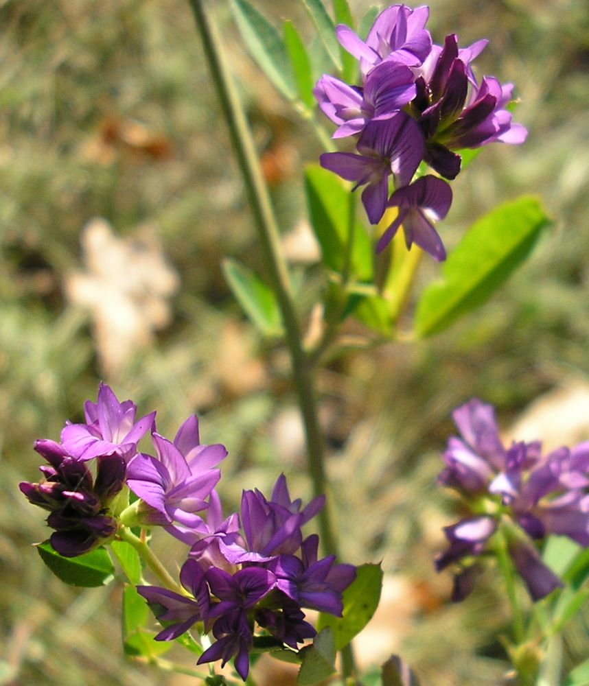 Image of Medicago sativa specimen.