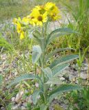 Senecio tataricus