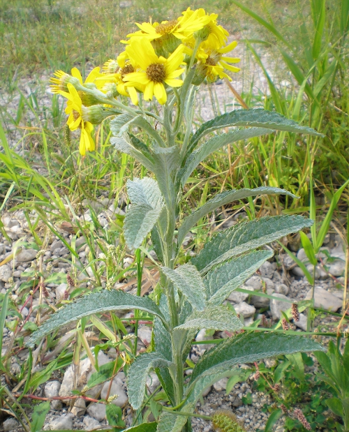 Image of Senecio tataricus specimen.