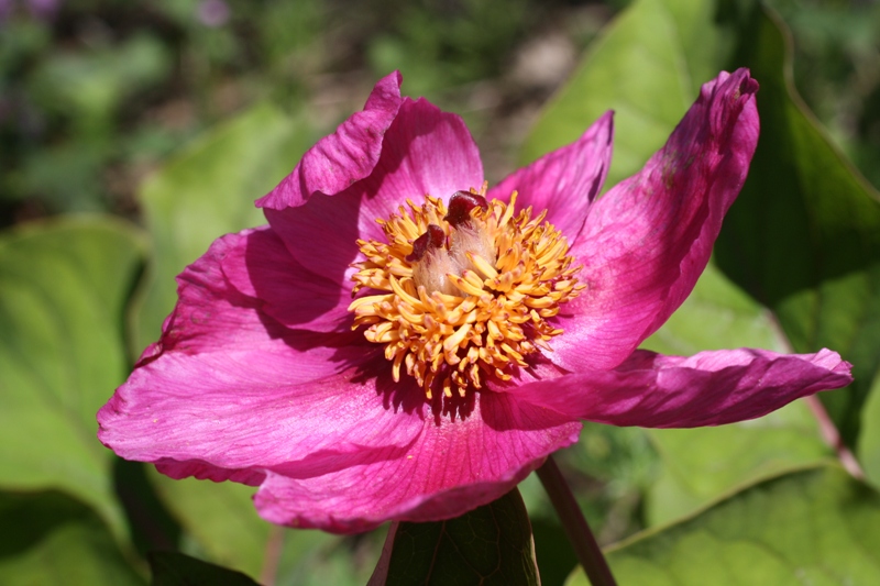 Image of Paeonia caucasica specimen.