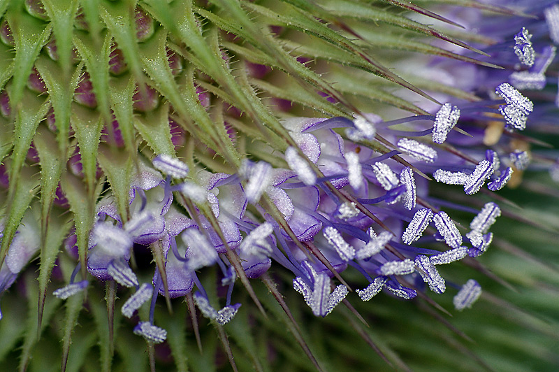 Изображение особи Dipsacus fullonum.