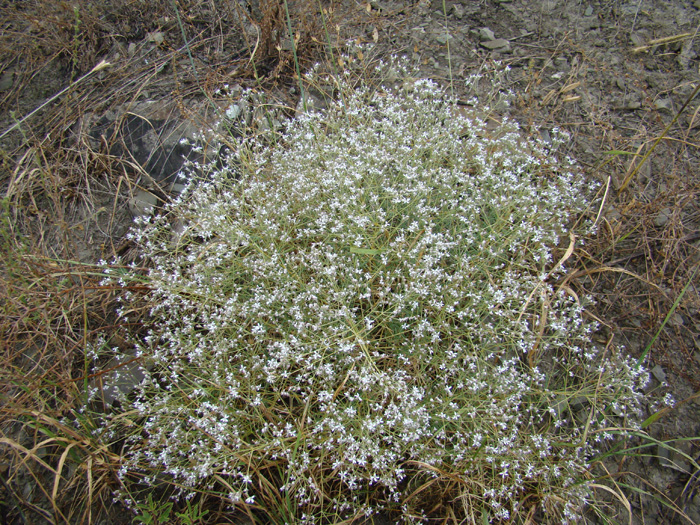 Image of Acanthophyllum paniculatum specimen.