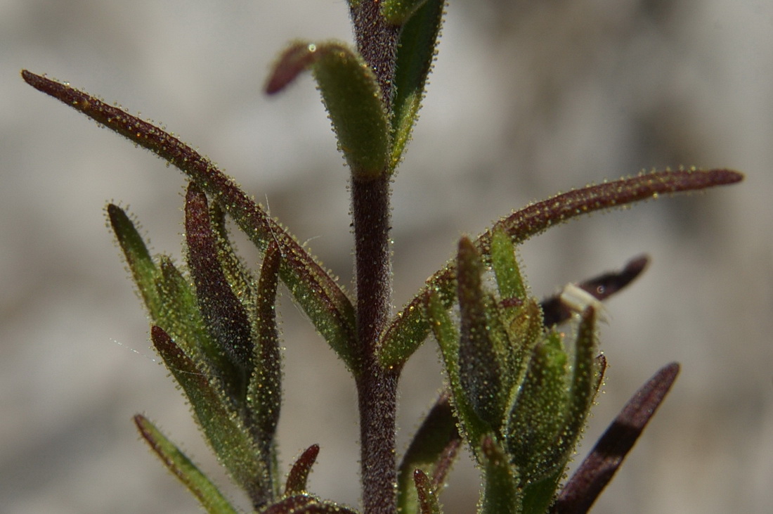 Image of Macrosyringion glutinosum specimen.