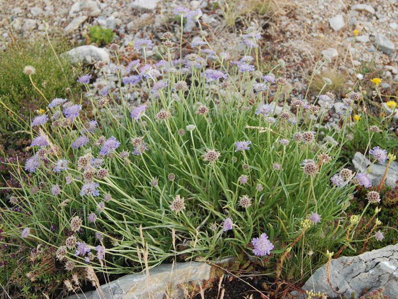 Изображение особи семейство Dipsacaceae.