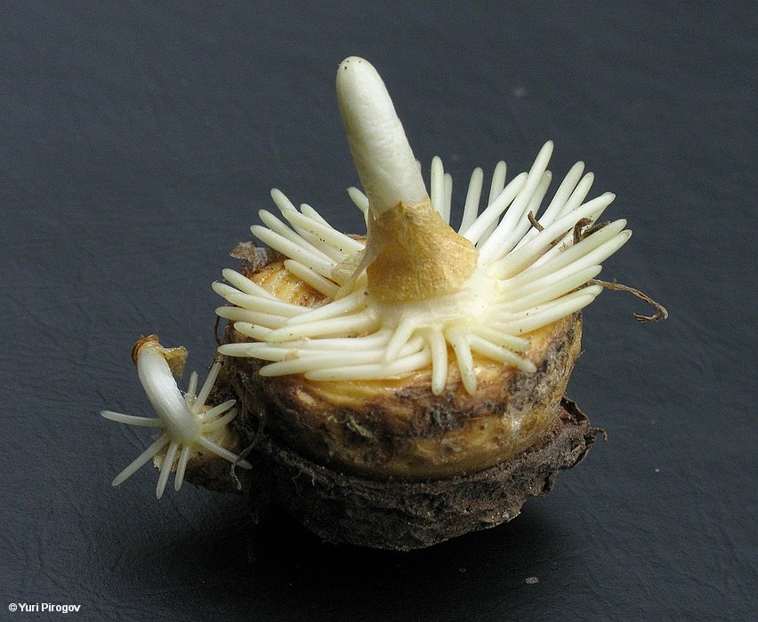 Image of Eminium lehmannii specimen.