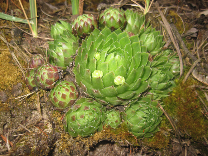 Изображение особи Jovibarba globifera.
