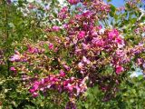 Lespedeza bicolor