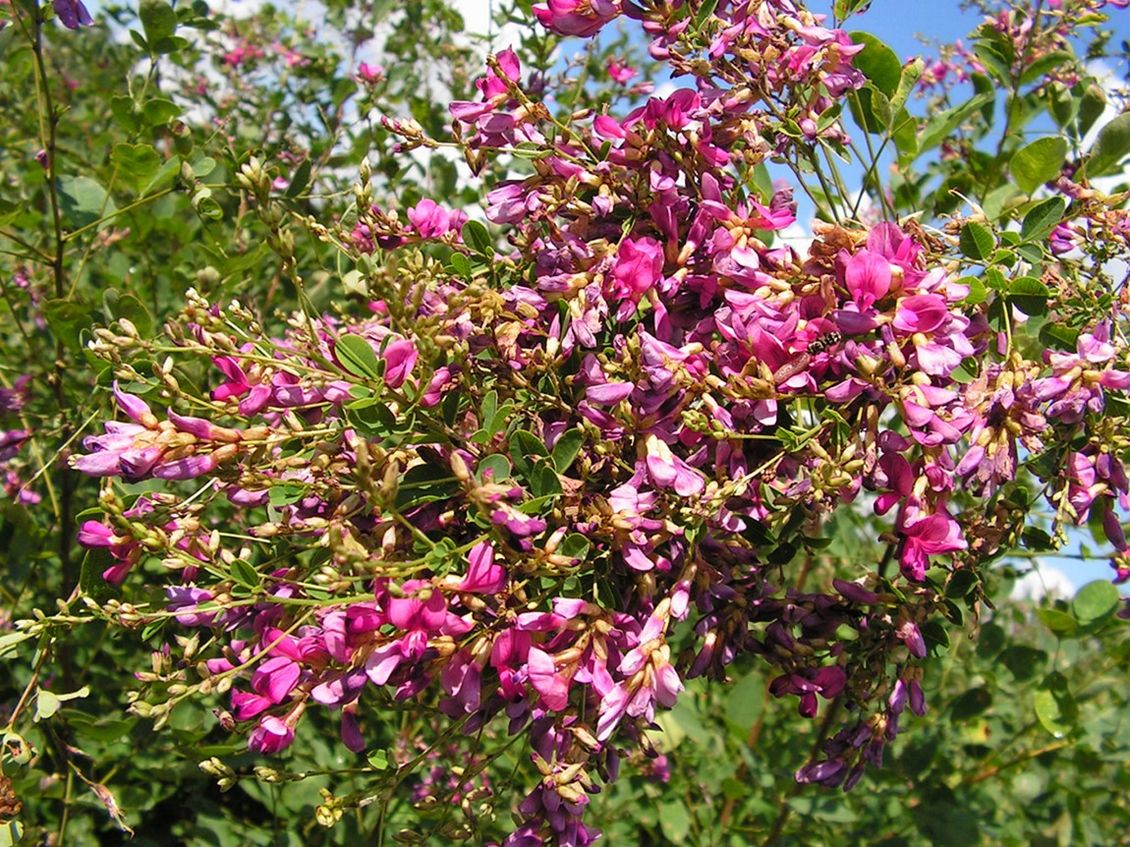 Image of Lespedeza bicolor specimen.