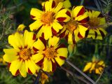 Tagetes patula