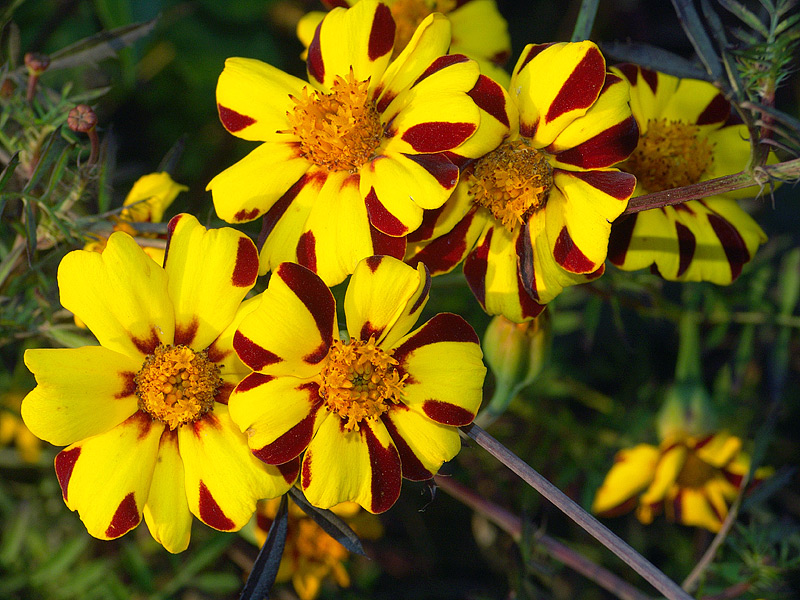 Image of Tagetes patula specimen.