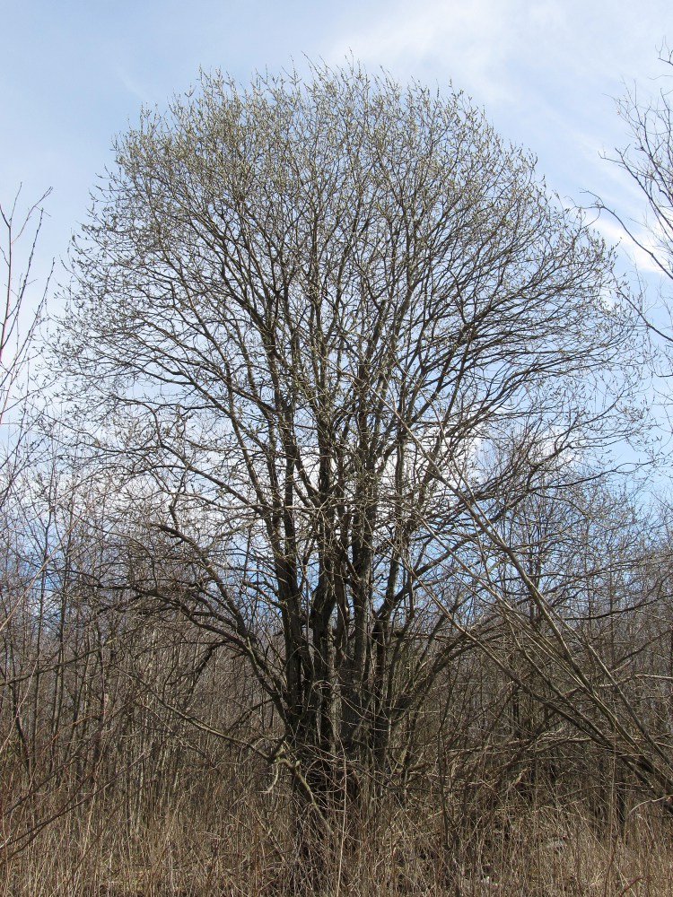 Изображение особи Salix caprea.
