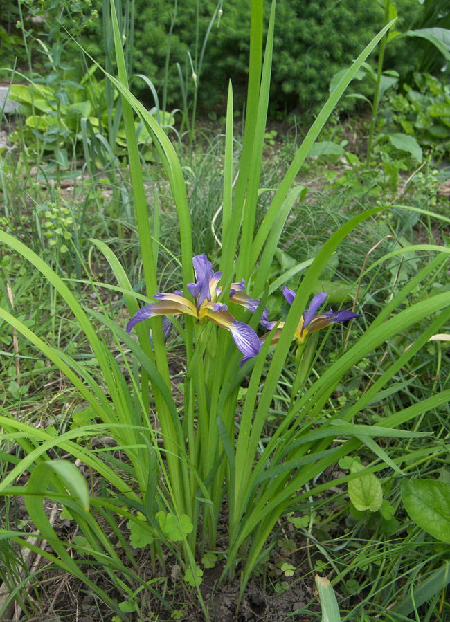 Image of Iris colchica specimen.