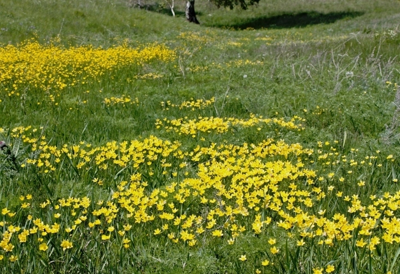 Изображение особи Ranunculus silvisteppaceus.