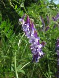 Vicia villosa