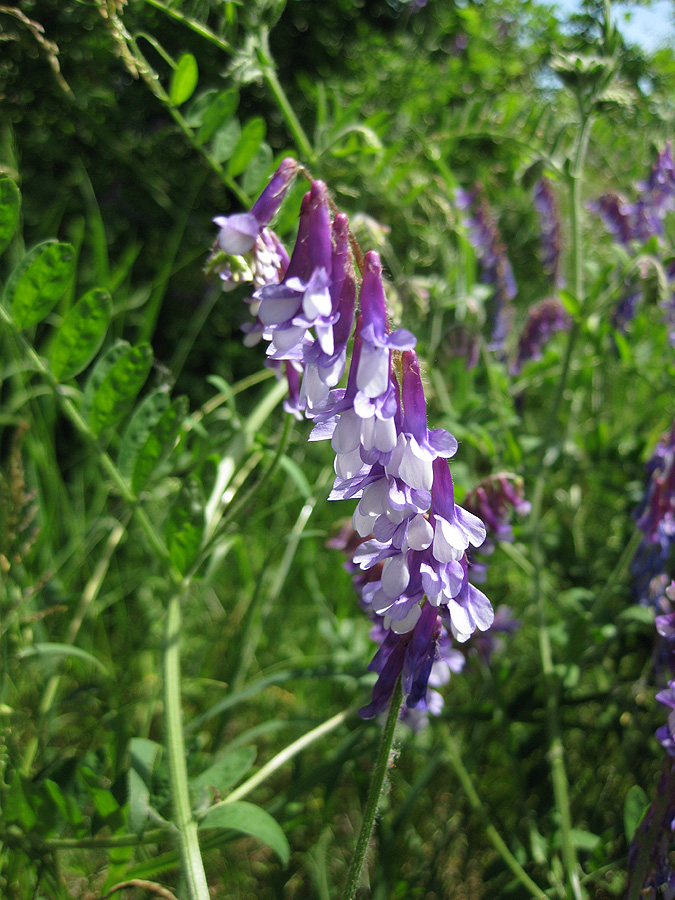 Image of Vicia villosa specimen.