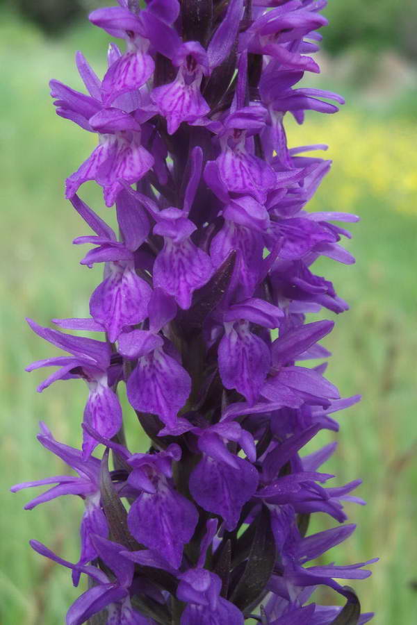 Изображение особи Dactylorhiza osmanica.