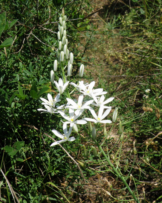 Image of Ornithogalum ponticum specimen.