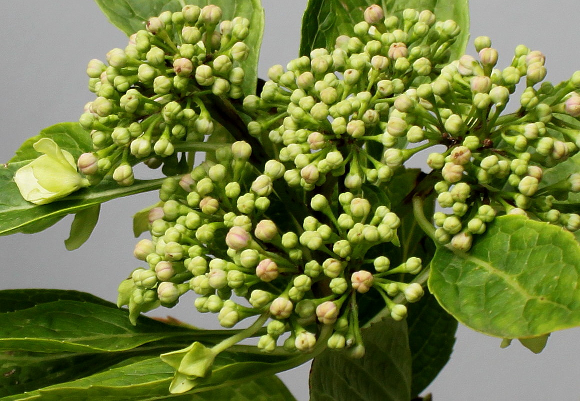 Image of Hydrangea macrophylla specimen.