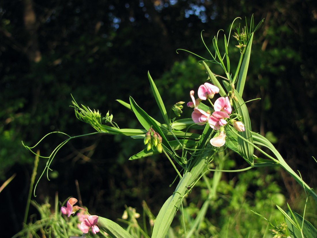 Image of Lathyrus sylvestris specimen.