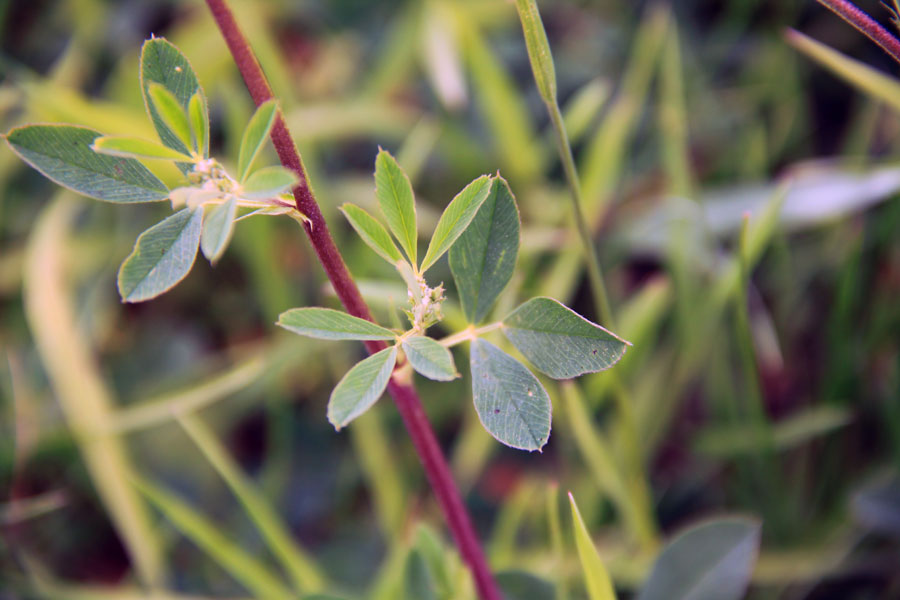 Изображение особи Medicago falcata.