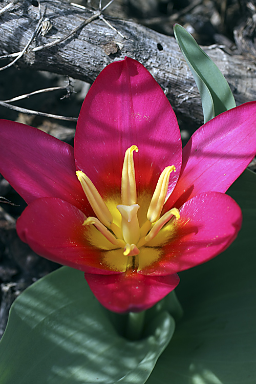 Image of Tulipa berkariensis specimen.