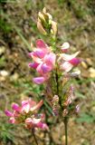 Onobrychis arenaria. Соцветия. Австрия, пригород г. Вена, пустырь у автозапровочной станции. 17.06.2012.