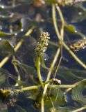 Potamogeton perfoliatus