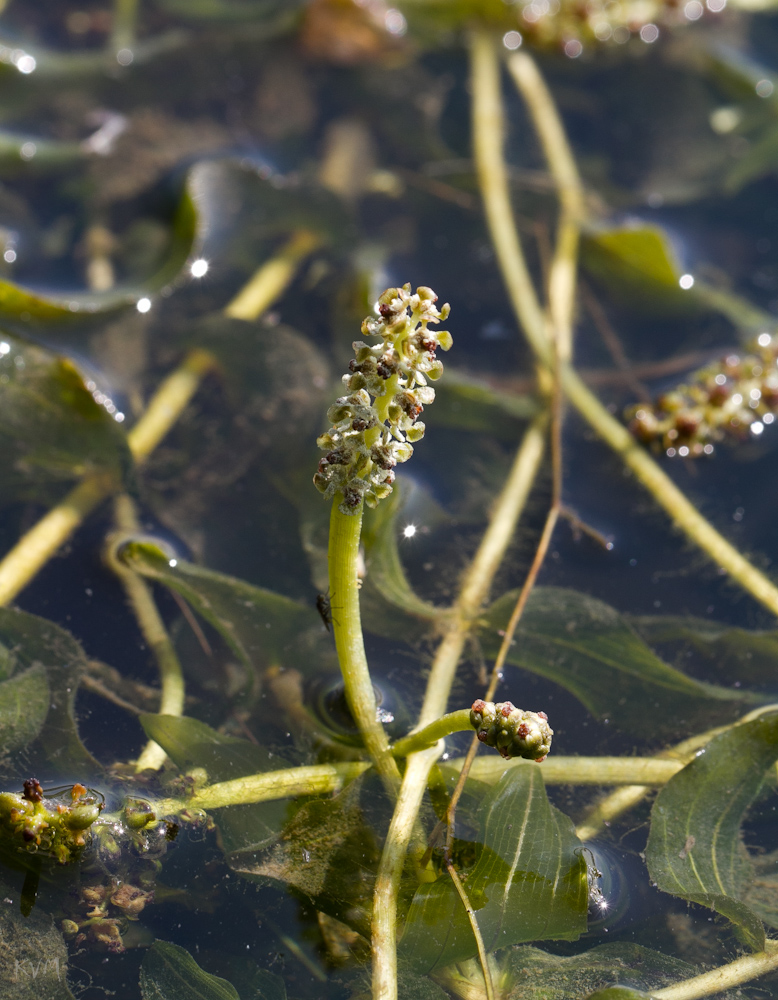 Изображение особи Potamogeton perfoliatus.