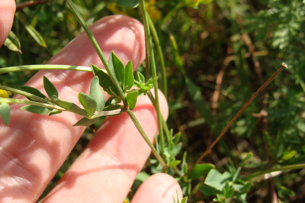 Image of Lotus corniculatus specimen.