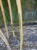 Phyllostachys aureosulcata. Нижние части побегов. Южный берег Крыма, пгт Партенит, ЛОК \"Айвазовское\". 26 августа 2012 г.