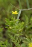 Potentilla supina. Верхушка побега с цветком и бутоном(?). Южный Казахстан, правобережье Сыр-Дарьи выше устья Арыси. 29.05.2012.