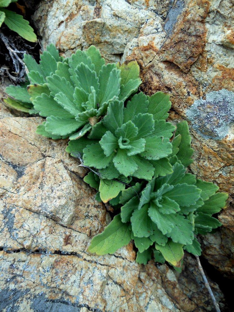 Изображение особи Aster spathulifolius.