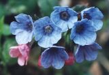 Pulmonaria obscura. Бутоны и только что раскрывшиеся цветы розовые; цветы, раскрытые уже некоторое время - голубые. Санкт-Петербург, Старый Петергоф, парк \"Сергиевка\". Начало мая.