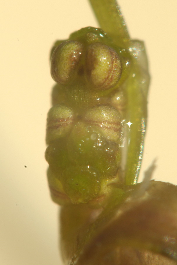 Image of Ruppia maritima specimen.