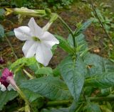 Nicotiana alata. Верхушка побега с цветком. Подмосковье, г. Одинцово, клумба. Октябрь 2012 г.