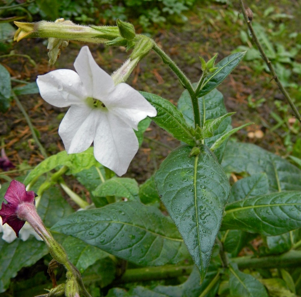 Изображение особи Nicotiana alata.