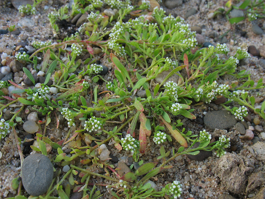 Image of Corrigiola litoralis specimen.