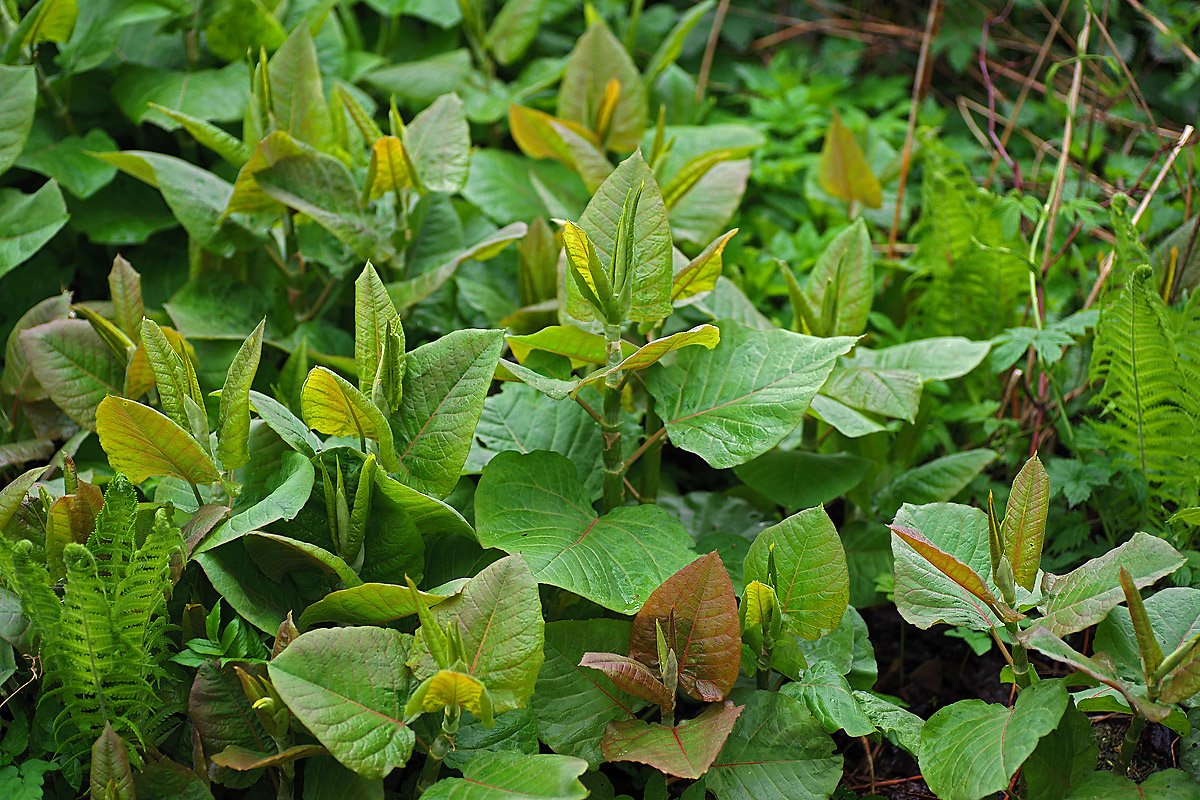 Изображение особи Reynoutria sachalinensis.