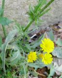 Crepis setosa. Часть цветущего растения. Испания, Каталония, Жирона, Пуболь, у Замка Гала. 22.06.2012.