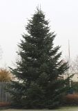 Abies nordmanniana. Молодое, свежеспиленое и установленое дерево. Германия, г. Кемпен, \"Рождественая Ёлка\". 16.11.2012.
