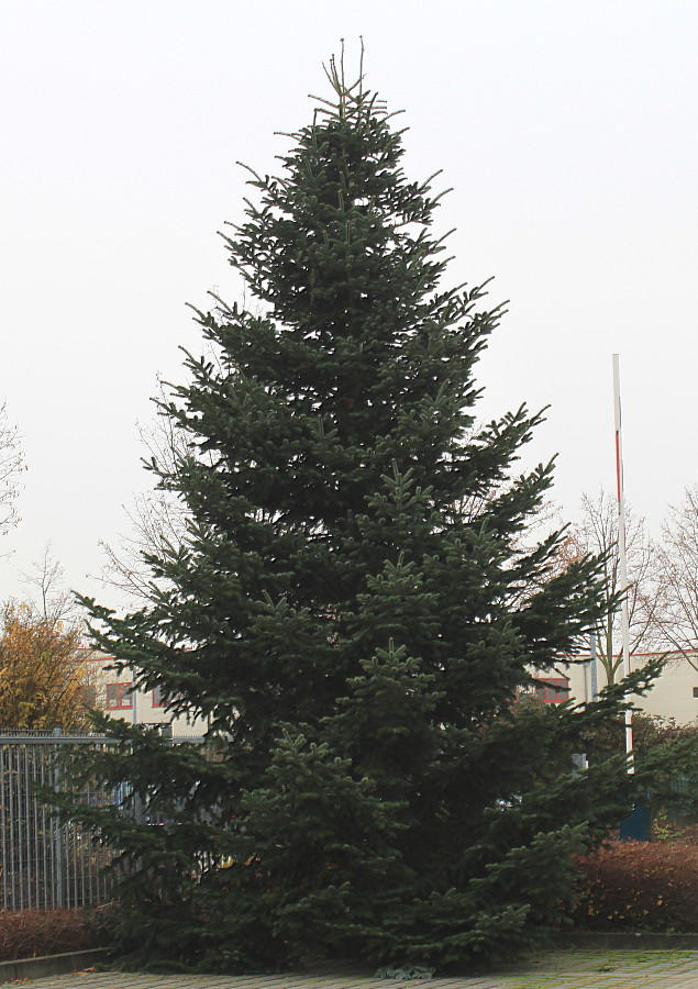 Image of Abies nordmanniana specimen.